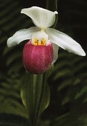 Cypripedium reginae - Showy Lady Slipper  01a